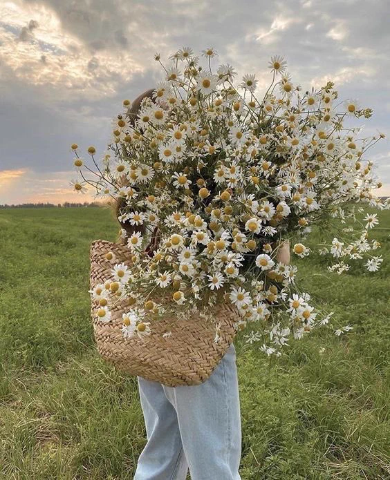 daisies https://t.co/vx38Ivcutr