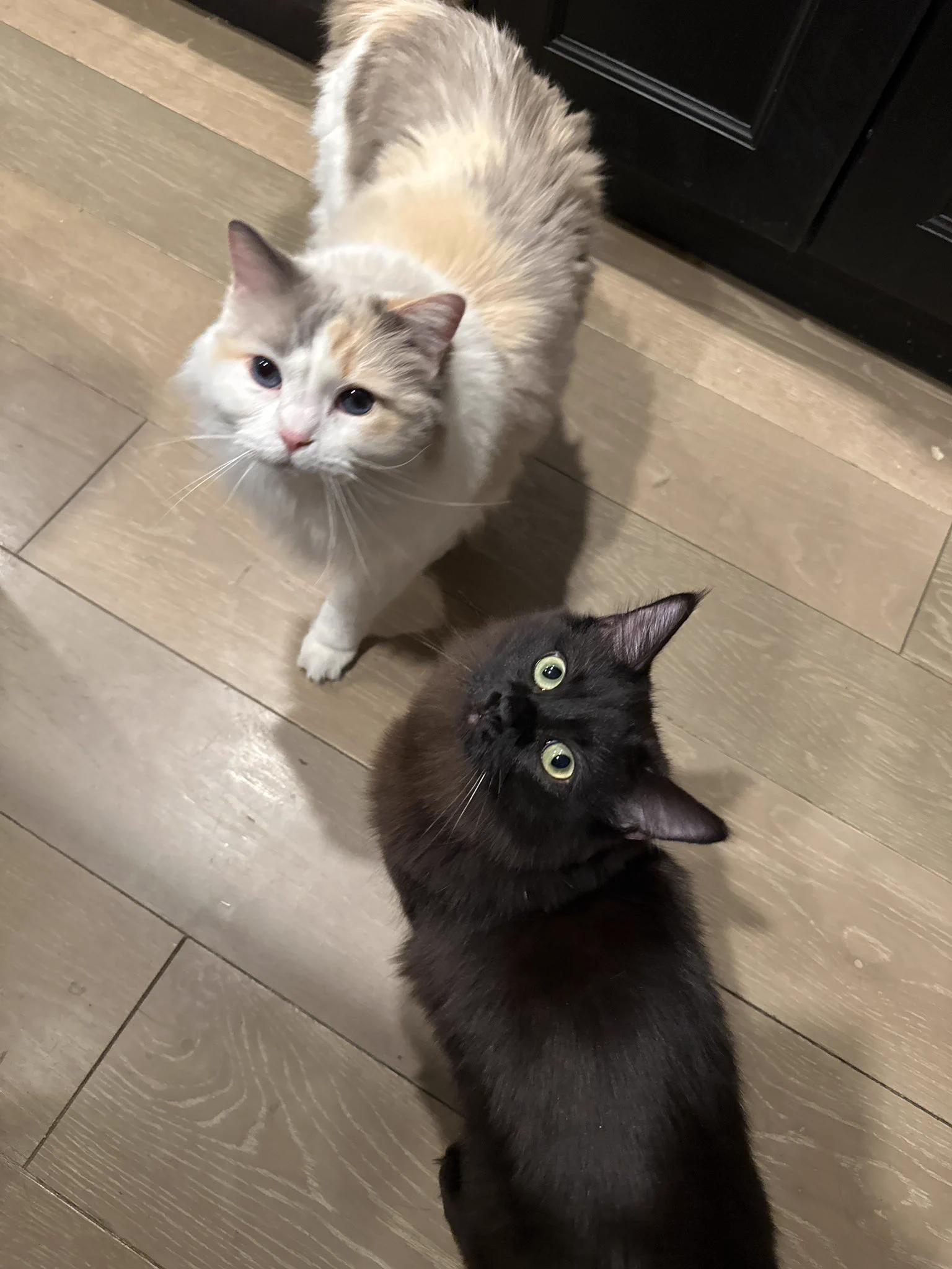 misa and pudding being the cutest ever https://t.co/lO72m2JCfS