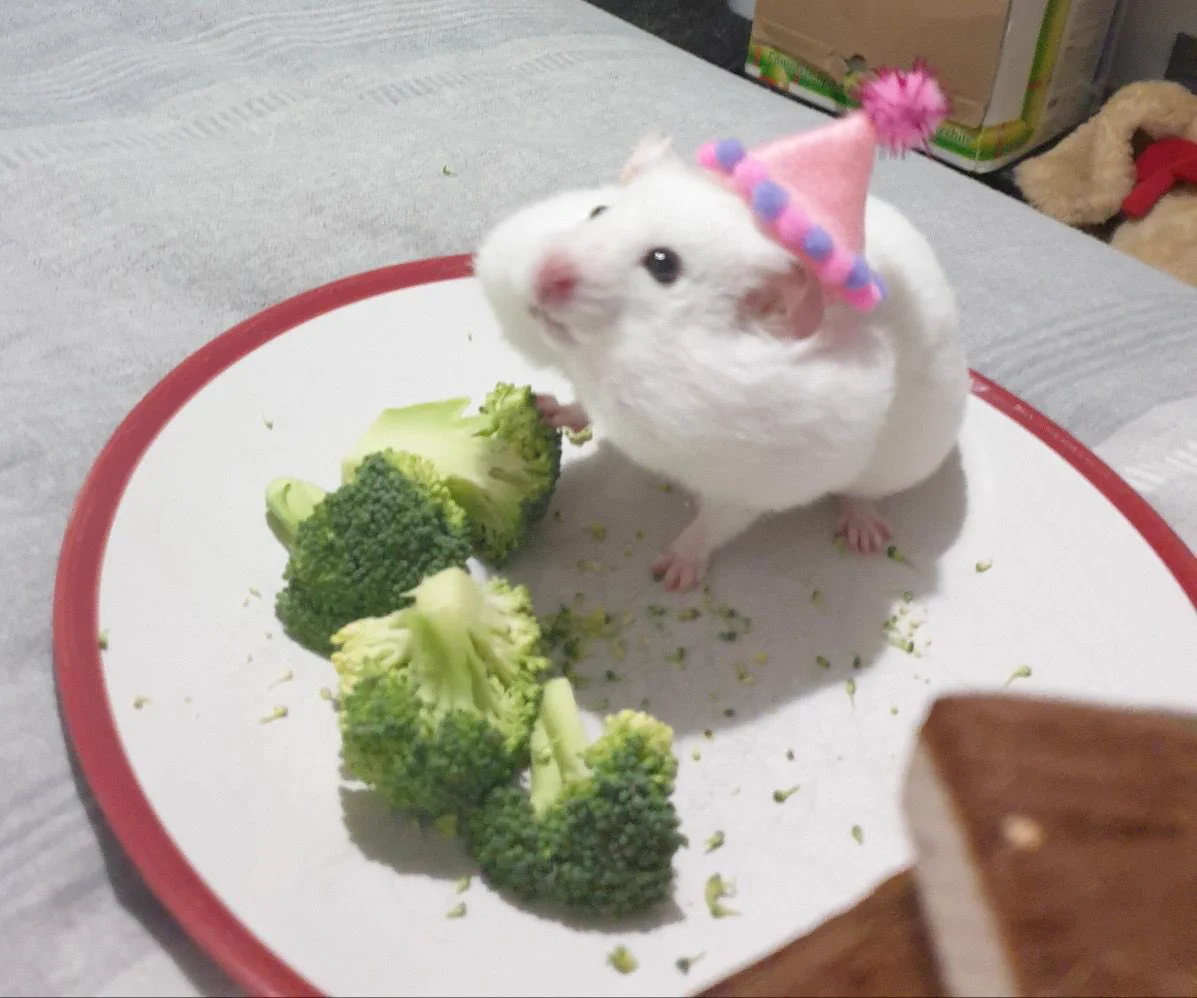 hamster eats broccoli https://t.co/JB1Dbl5gqu