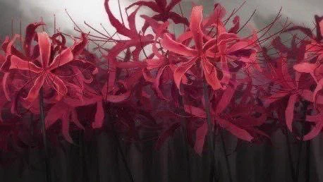 flower of death https://t.co/Iu3s4EaGdV