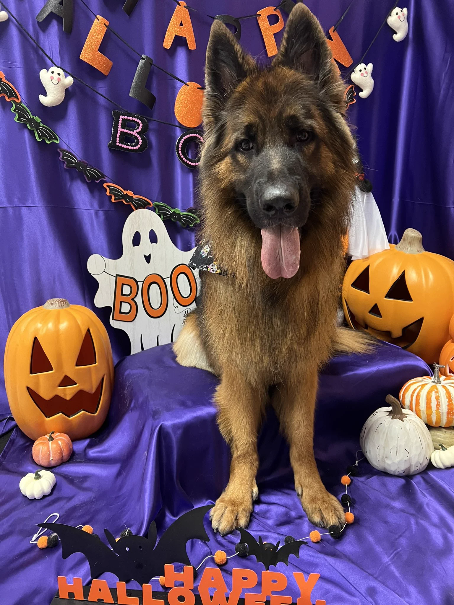 good boy went to the groomer today https://t.co/hRwGOkYlsU