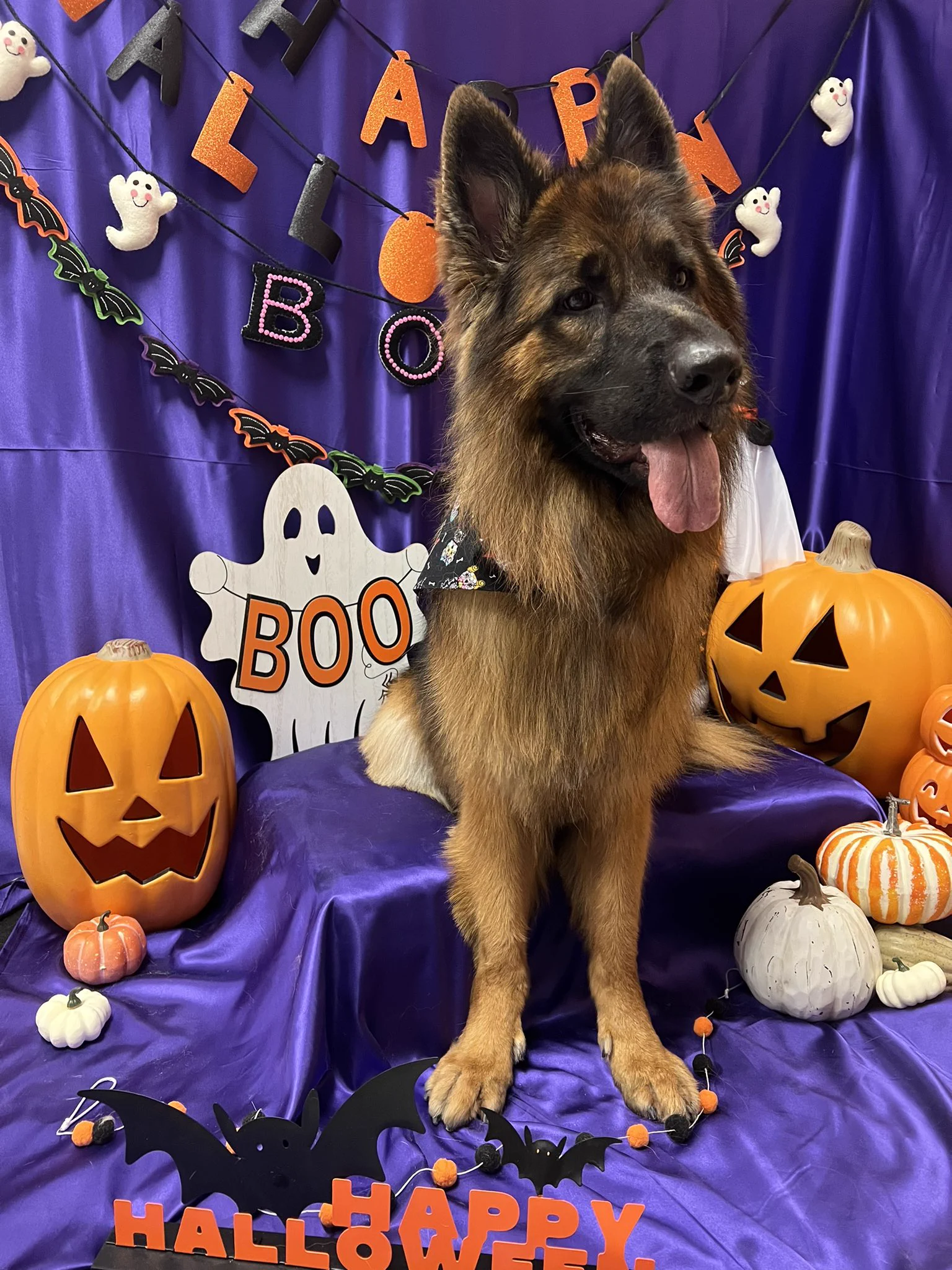 good boy went to the groomer today https://t.co/hRwGOkYlsU