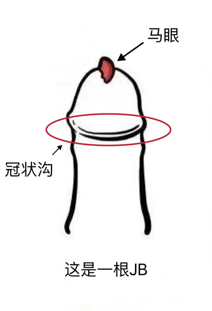 我前几天不是发了一个口交分享教学吗，发现好多人评论问冠状沟在哪里，马眼在哪里，我感觉这还是得知道的一下的！毕竟这俩才是男人最敏感的地方，掌握这两个地方基本可以把男人玩死。 https://t.co/JTOexM8tPs