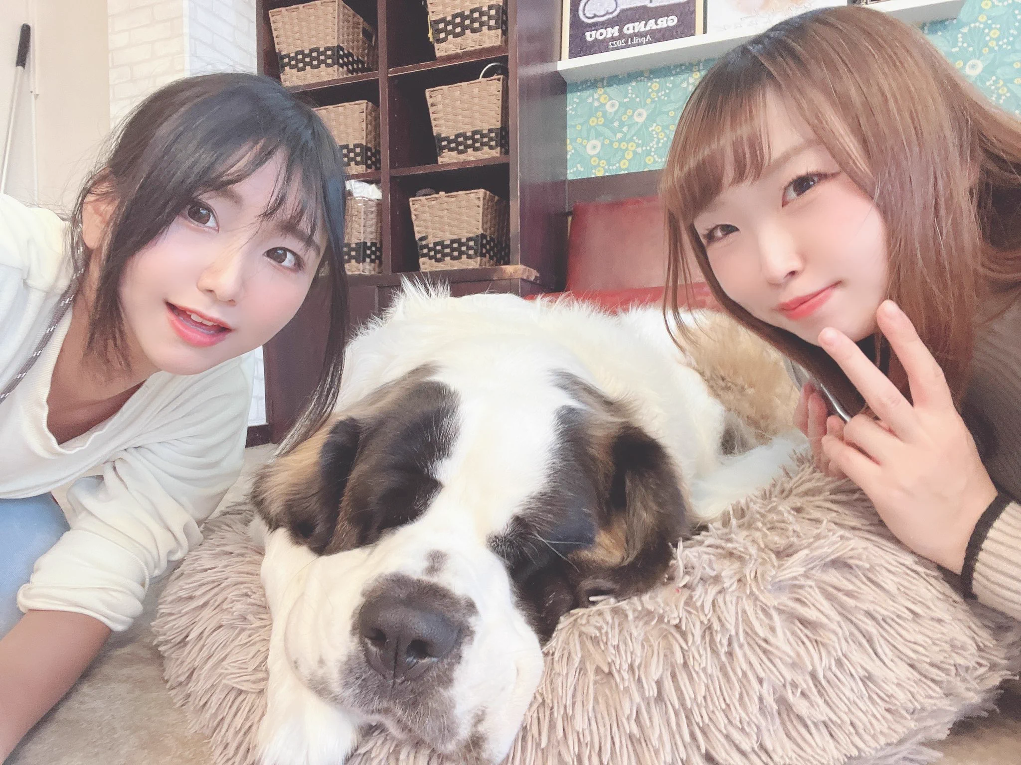 本日はしずなさんとでか犬カフェに行ってきました☺️でかくてかわいい☺️※2枚目タップ推奨です🍒 https://t.co/jXBKu4G41S