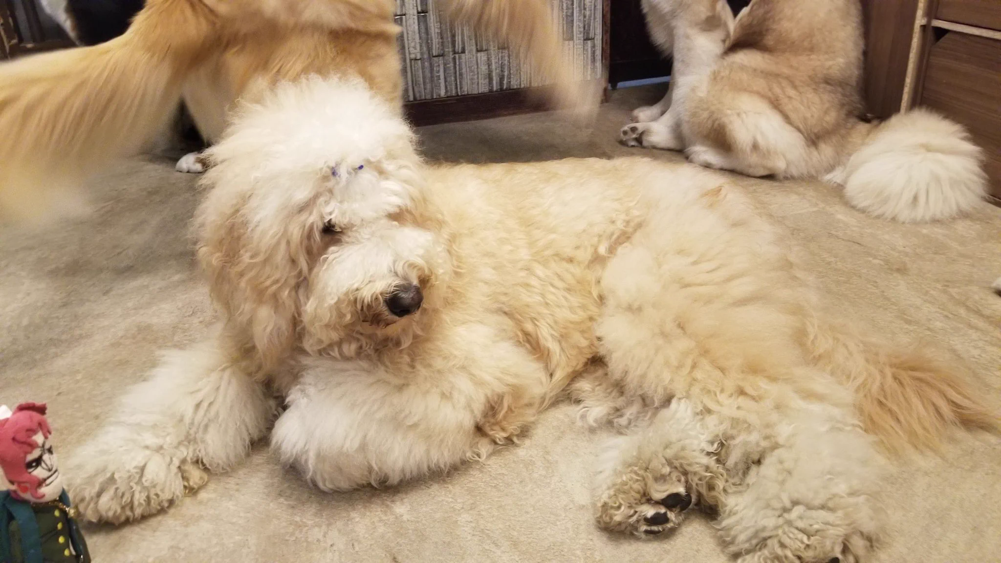 本日はしずなさんとでか犬カフェに行ってきました☺️でかくてかわいい☺️※2枚目タップ推奨です🍒 https://t.co/jXBKu4G41S