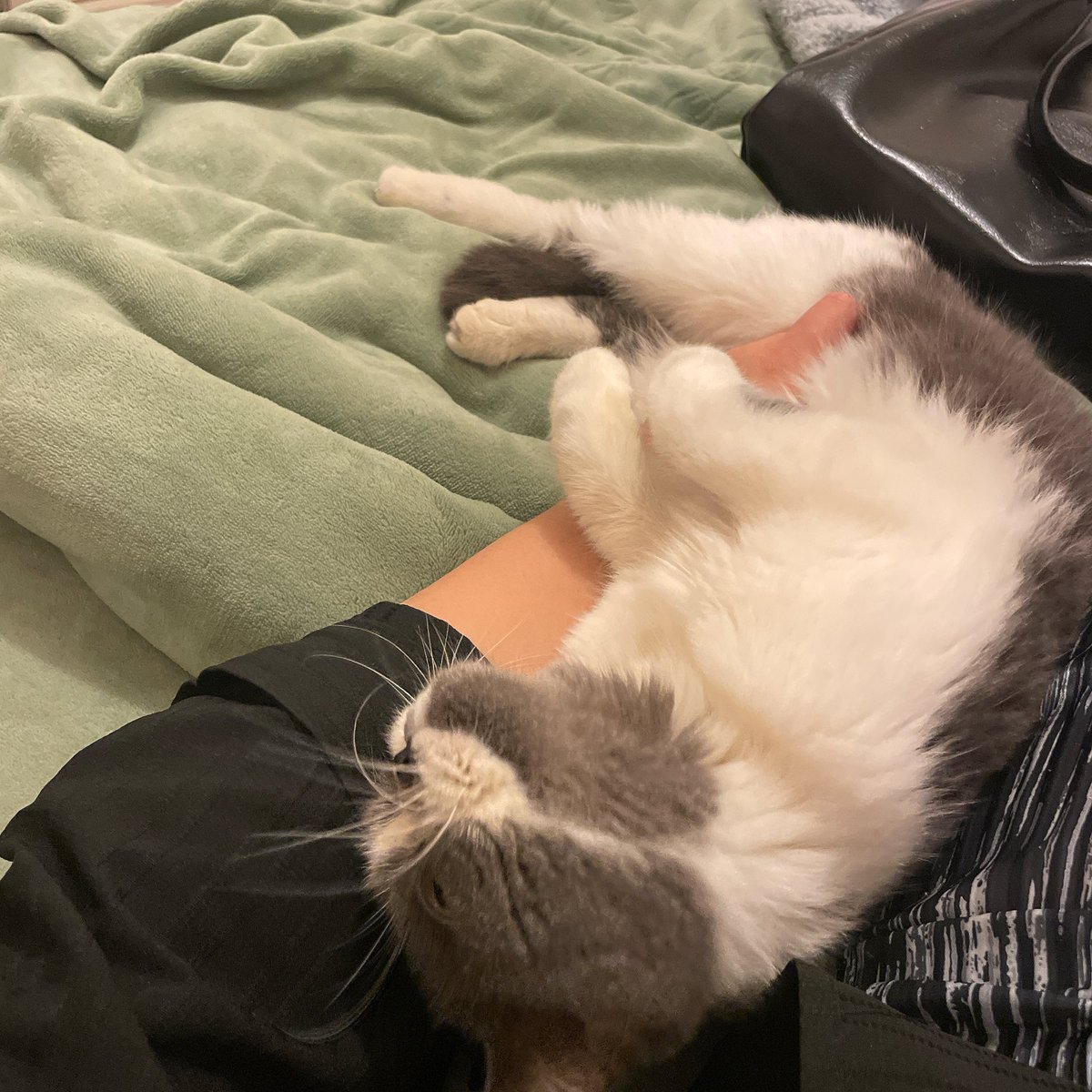 回家躺下就被小猫咪黏的抽不开身咯 https://t.co/VSd3fwW58G