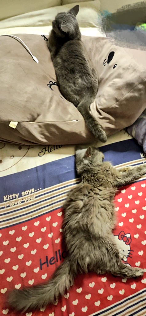 家人们谁懂啊
它俩霸凌我😥 https://t.co/zeRfiz5o21