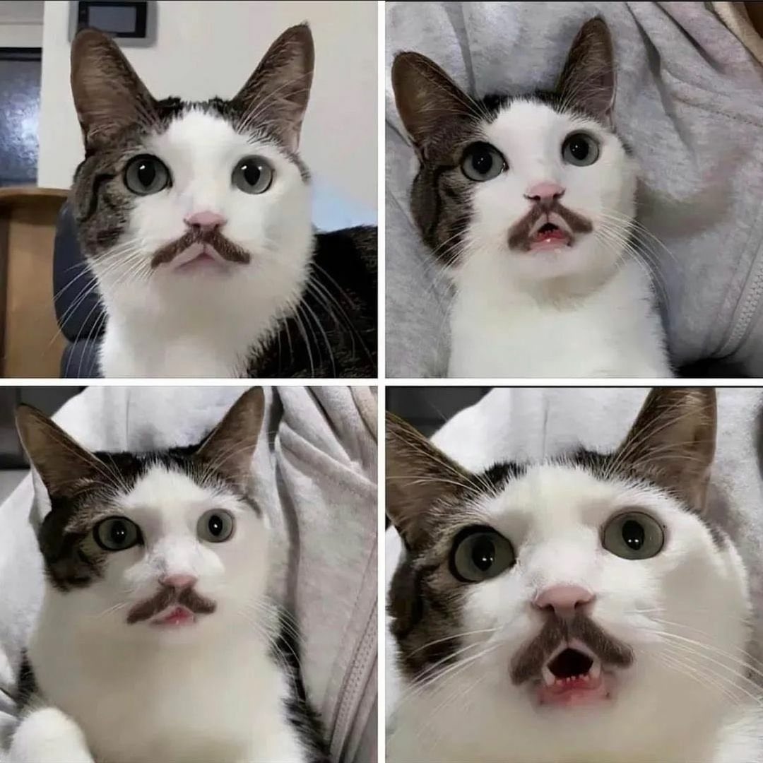 The meowstache cat https://t.co/3jz5P6O0Qx