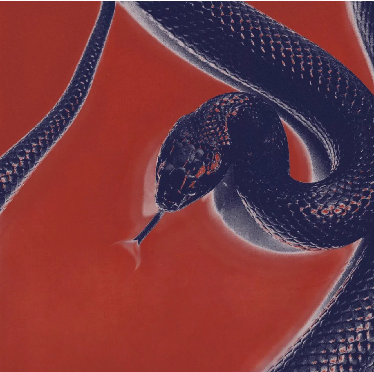 snake.🐍 https://t.co/Ge5X7cpENV