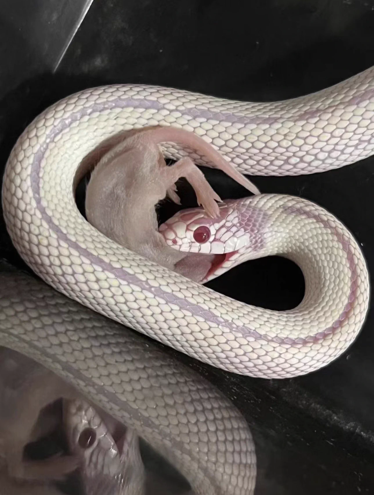 snake.🐍 https://t.co/Ge5X7cpENV