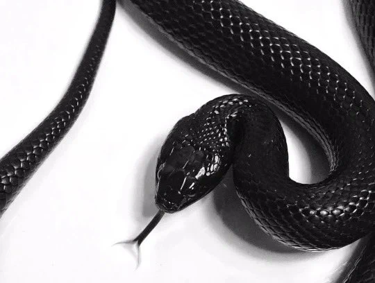 snake.🐍 https://t.co/Ge5X7cpENV
