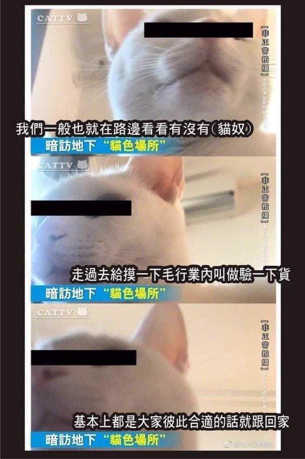 “猫猫的心思” https://t.co/hPZQwvFbVM