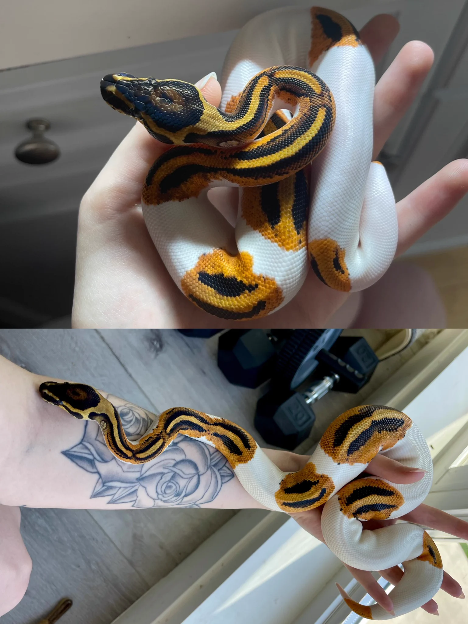 april to october 🥲I’m crying look how smol he was https://t.co/gVhgBOgnCL