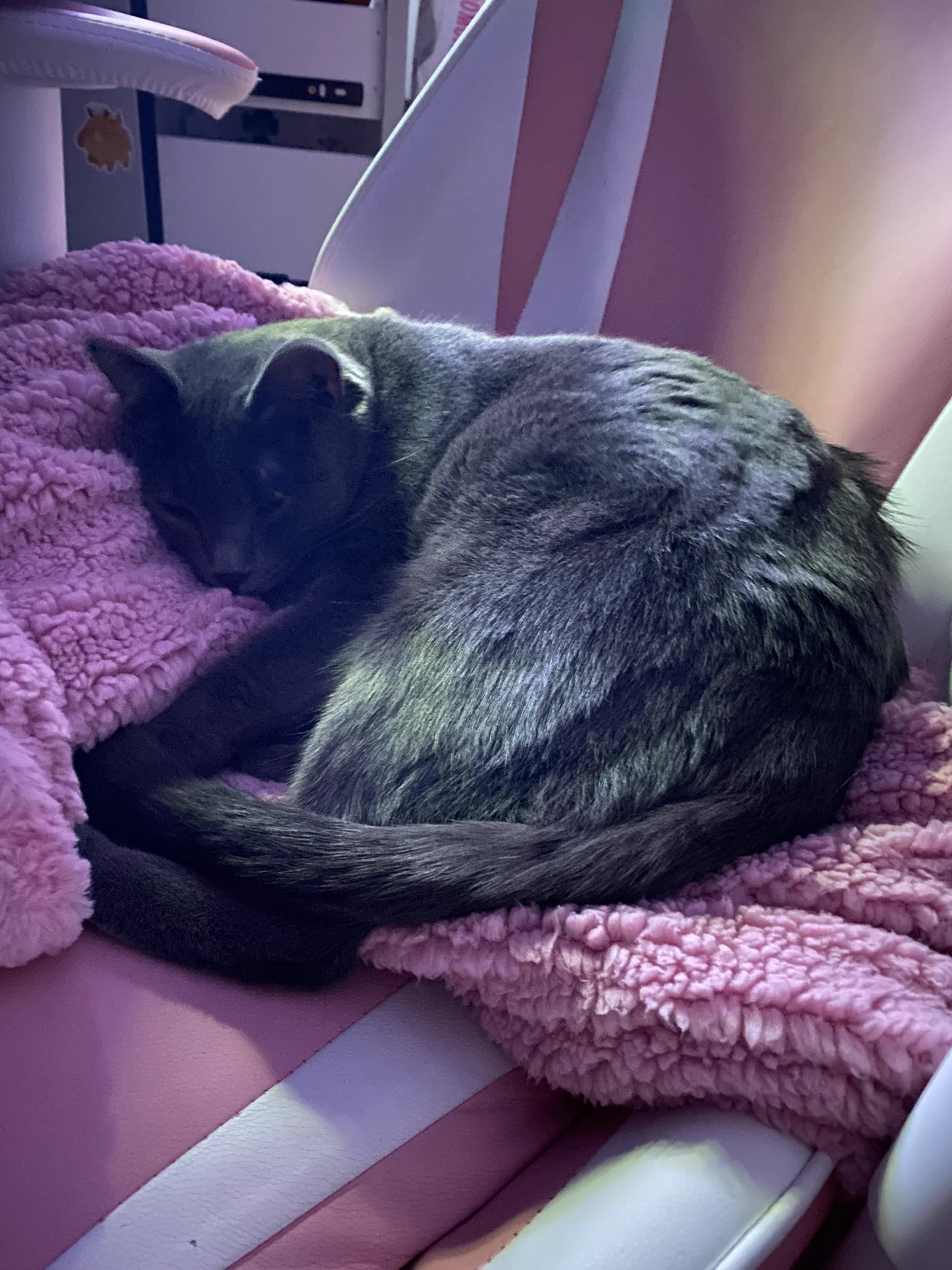 You think my Amazon wish list if for me?!! Nope :3 the bebes take over any gifts ehehe!! Thank you soooo sooooooo much for the warm gifts Glen ;u;! They are already loved and adored https://t.co/2NOO1IC2Xv
