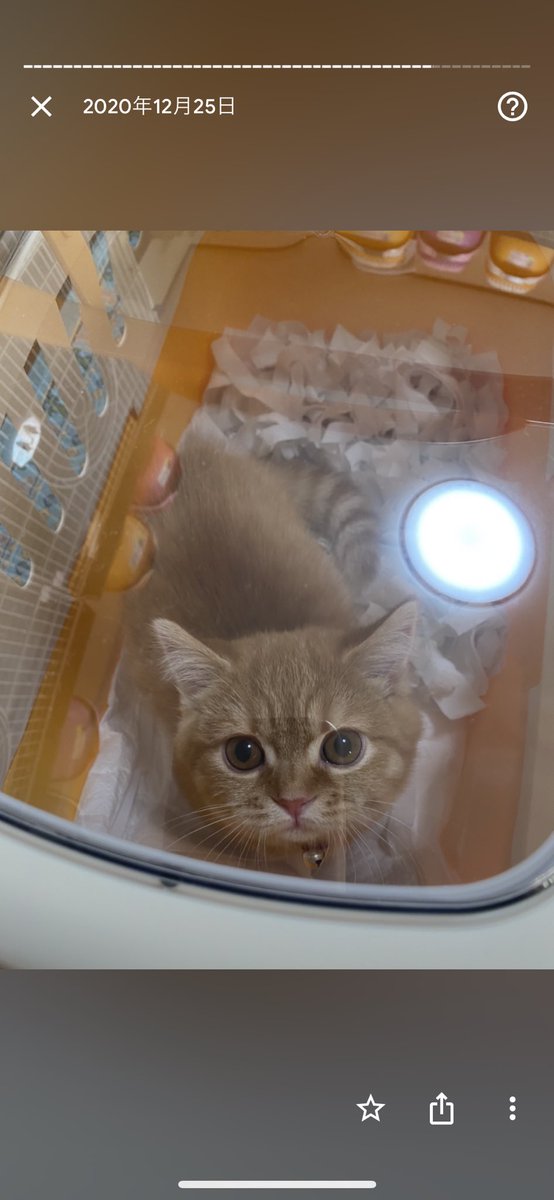 そういえば昨日でいくらと出会ってから１年経った🥺💕
大阪から新幹線で一緒に帰ってきたの懐かしい😢
こんなに大きくなってくれて嬉しい😭✨ https://t.co/C0cI6sUi7a