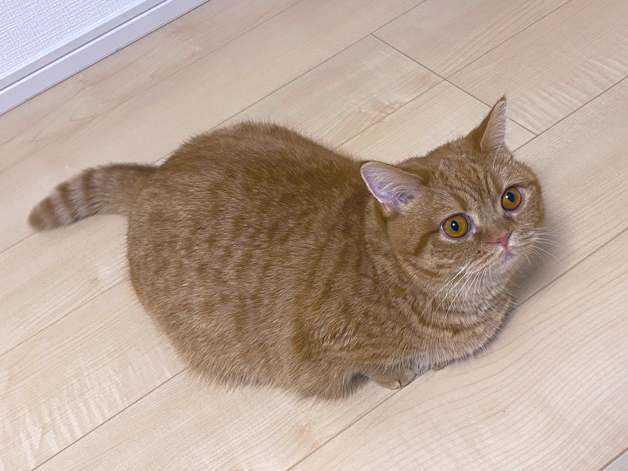 いくら💗#ねこの日 #スーパー猫の日 https://t.co/3JwkmpLMB6