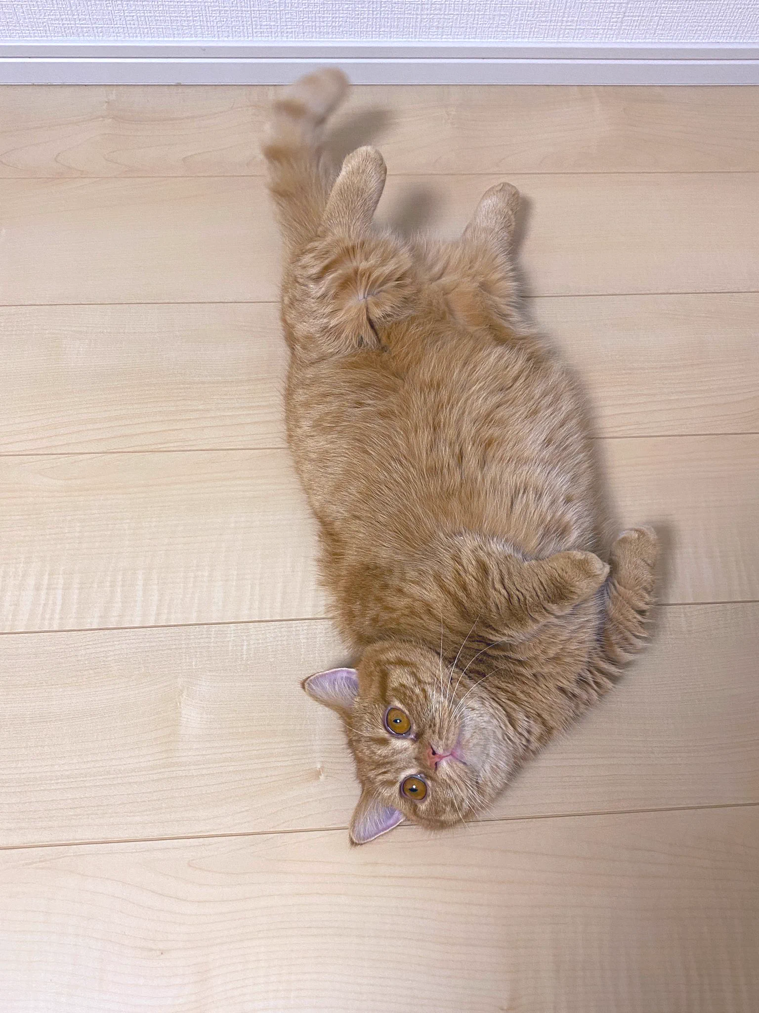 いくら💗#ねこの日 #スーパー猫の日 https://t.co/3JwkmpLMB6