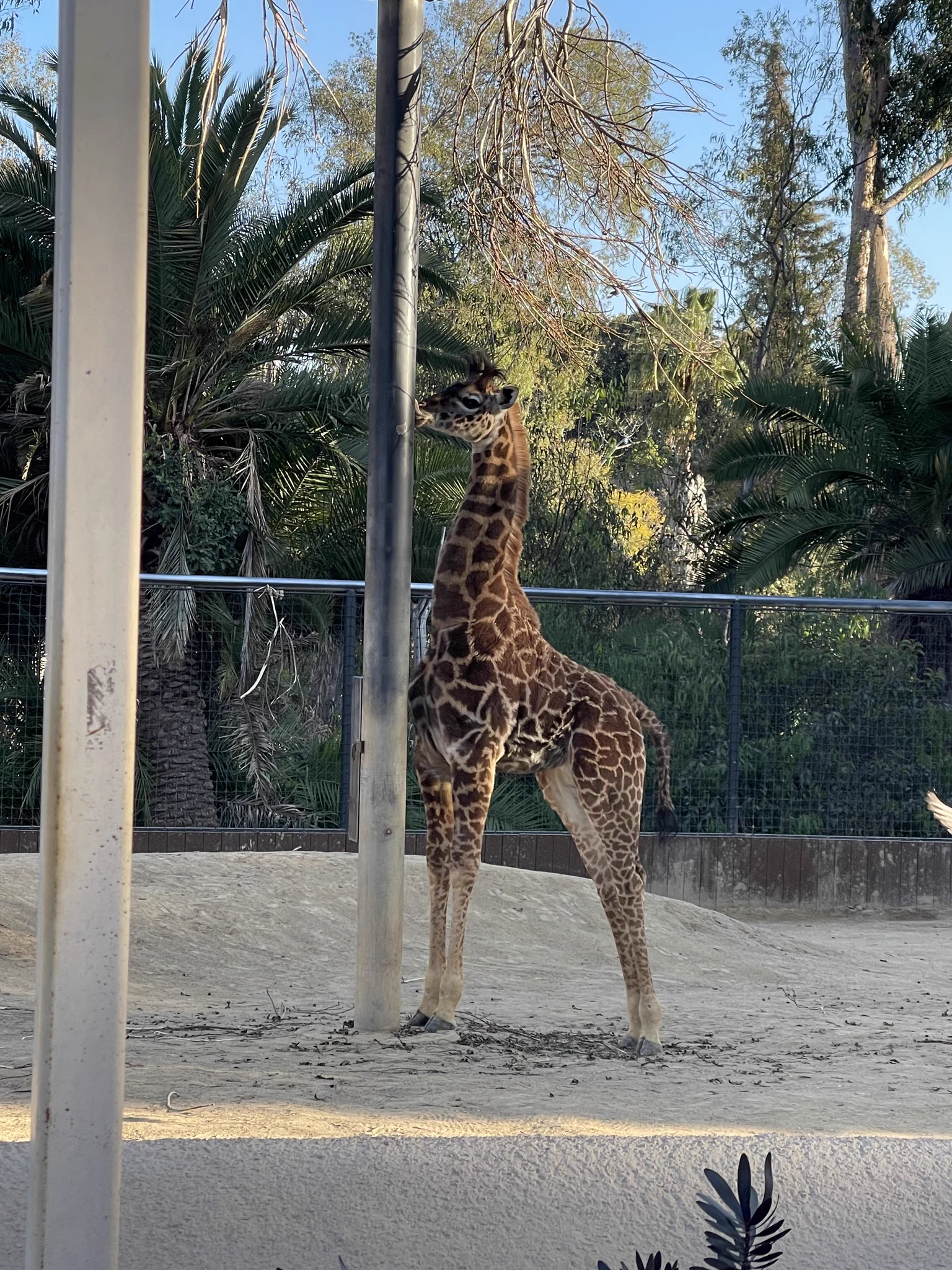 thinking about this giraffe I saw yesterday that was kissing this pole for 10 minutes I love giraffes https://t.co/HftHteWN0O