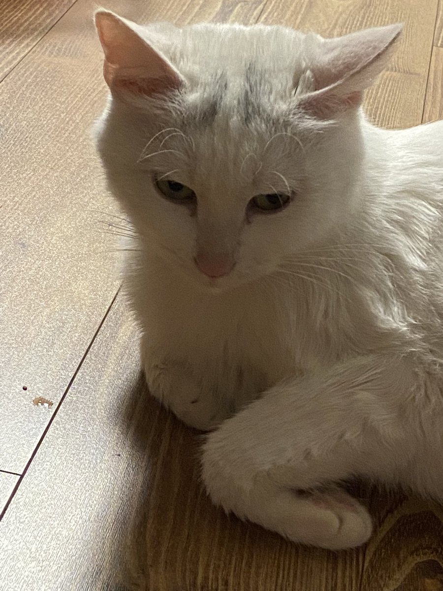 为什么要吃自己粘在毛上的💩
你们小猫咪都这么变态吗 https://t.co/cDDWBJh3ZU