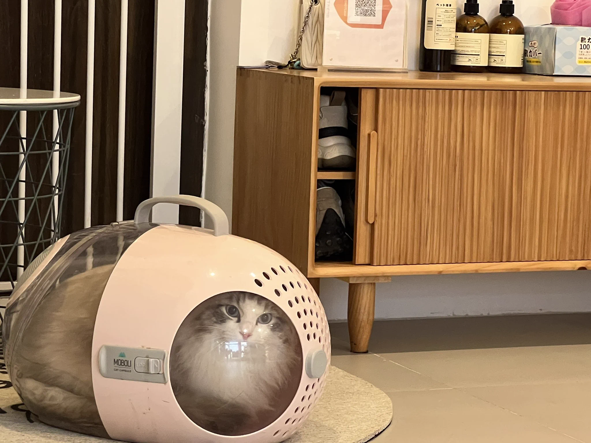 兄弟萌我带我的猫去洗个澡然后给你们拍他哈哈哈哈哈哈 https://t.co/YElv8huHZZ