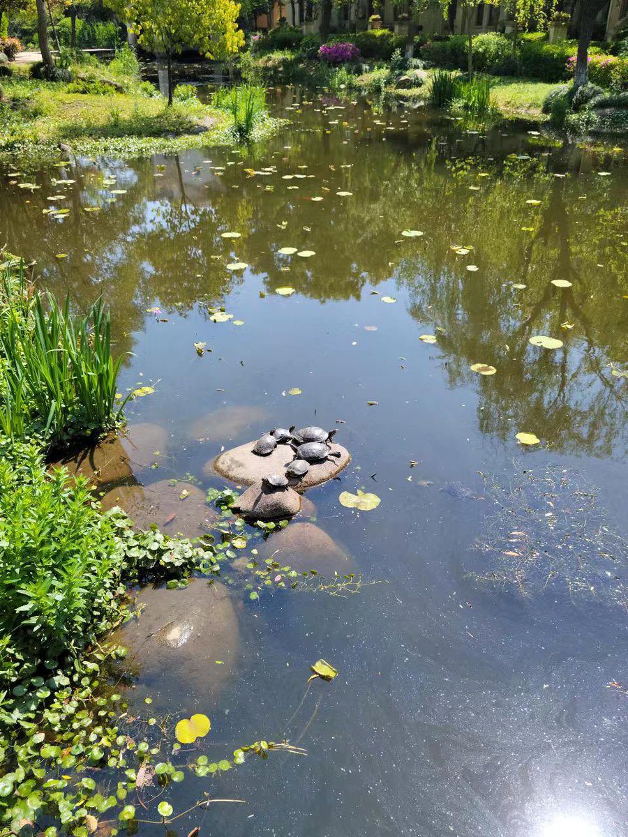 亀ちゃん家族🐢 https://t.co/CYttliMhtM