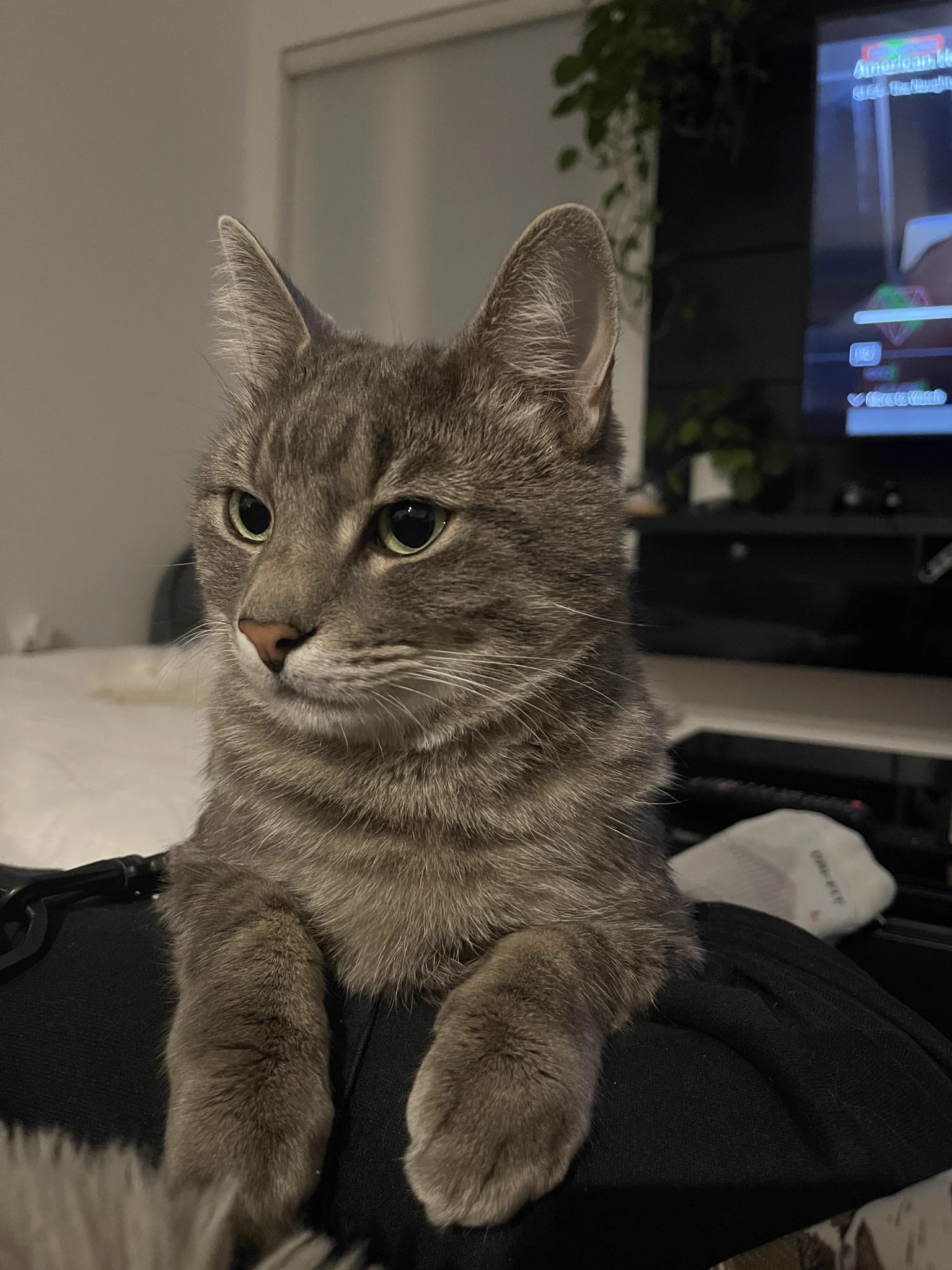 @Hachielol she looks like my dante 🥺 https://t.co/aHo2C5ndbe