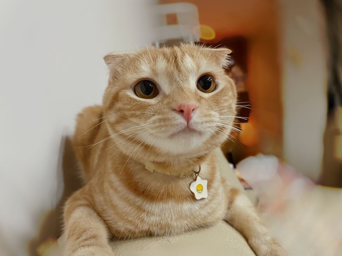 沒有照片庫存的我
只好派出我兒來擋

紀錄一下
5/5下載推特到現在
第一次封鎖一個人 https://t.co/m56pqUbFgD