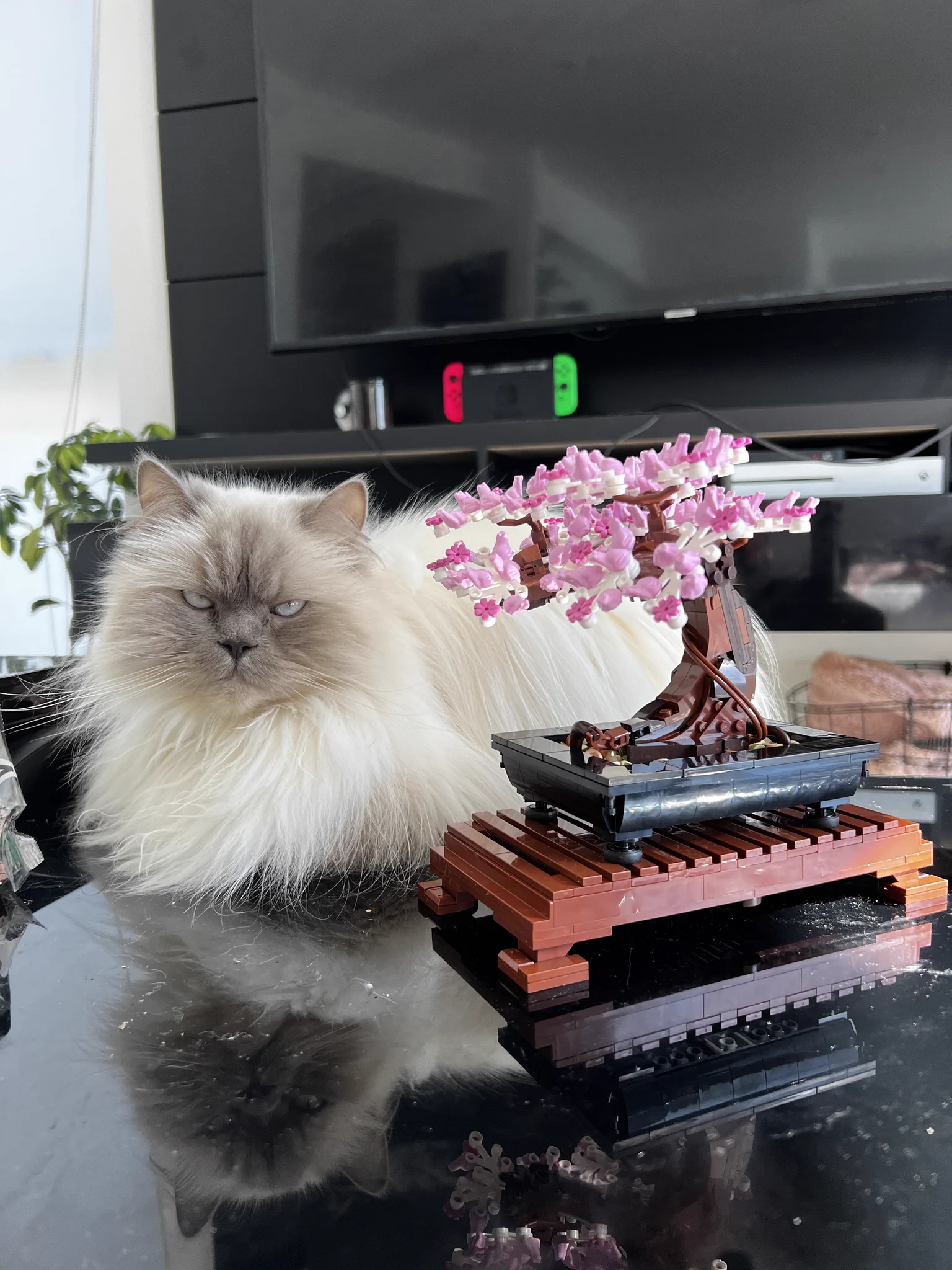 mommy stella @mblsuitstella spoiled me w this lego bonsai tree and I built it within 2hrs haha 💖 https://t.co/MGR0iug2qr
