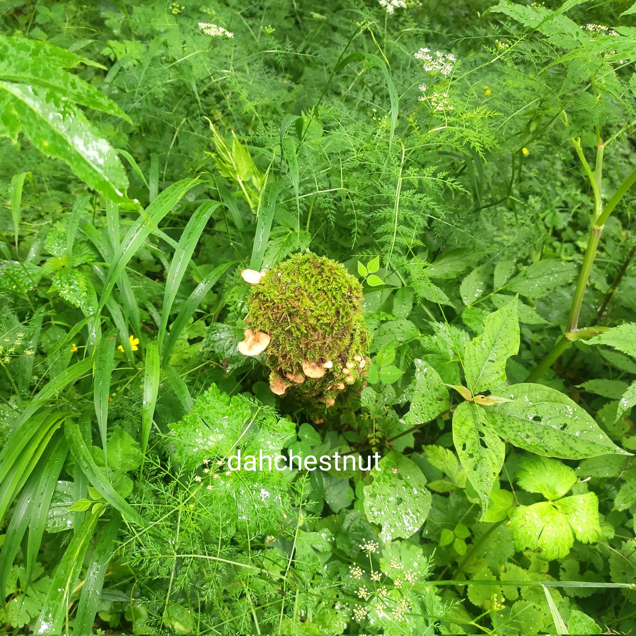 真是水草丰茂万物生长生灵充沛的季节呢！#一个人的旅行 #我又换了个地方继续浪～ https://t.co/BPu7qf6A4W