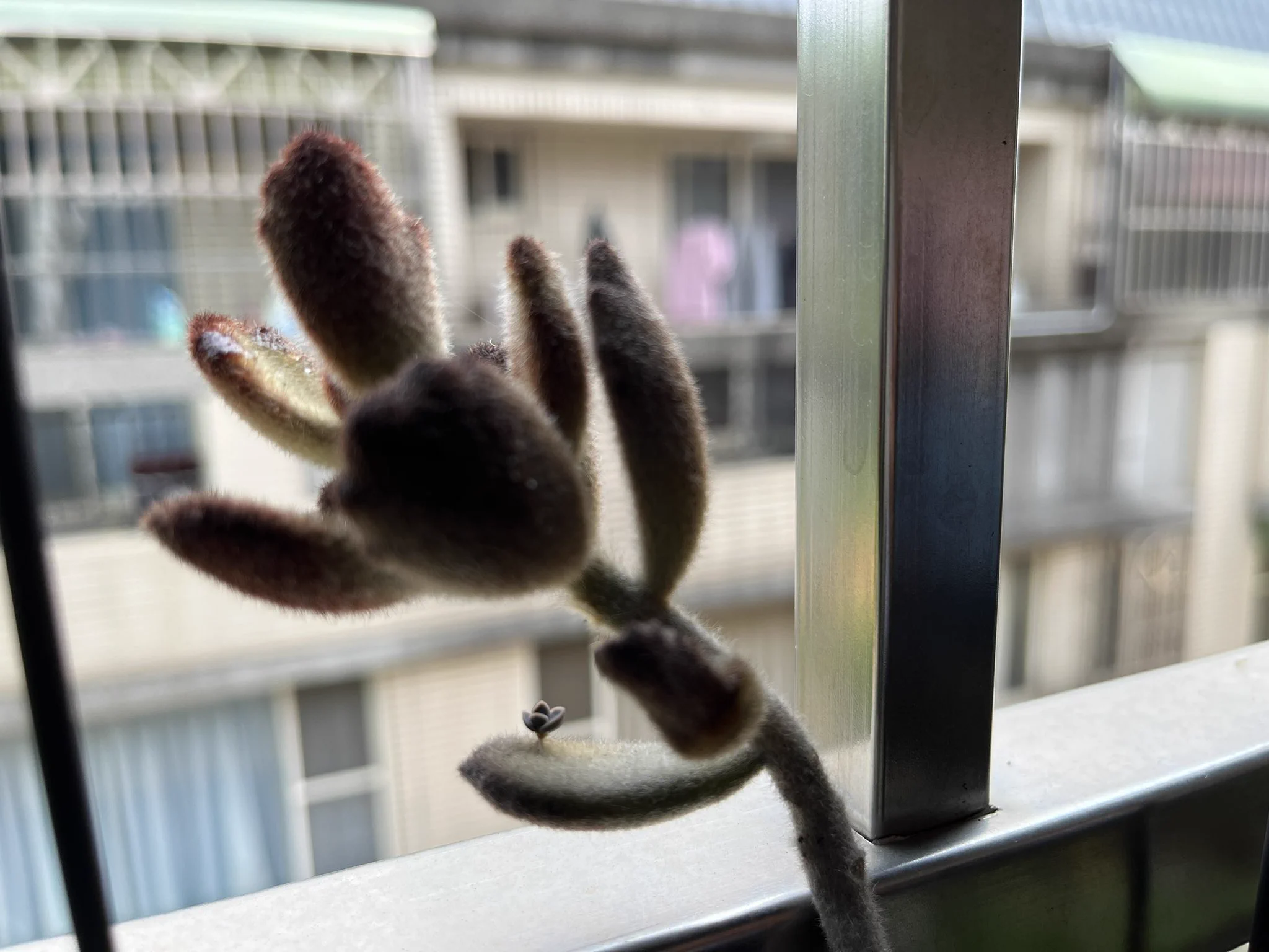 雖然身體還沒完全好轉，但整理一下種的多肉植栽，讓自己心情好點 舒服😌 還有生小寶寶的小確幸。#超愛第一張我的小貓掌超萌肥嫩嫩 https://t.co/t5JqUpMs4w
