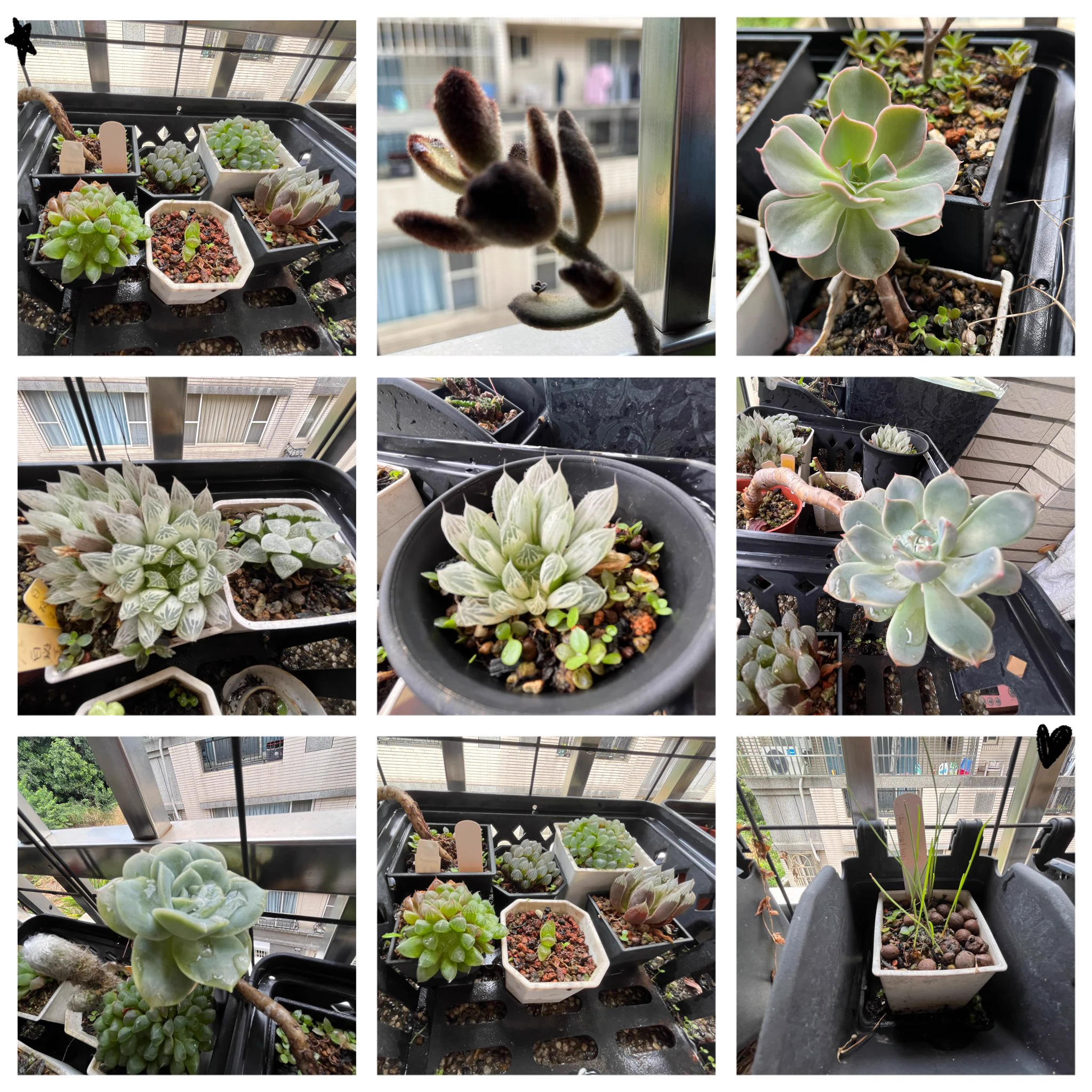 雖然身體還沒完全好轉，但整理一下種的多肉植栽，讓自己心情好點 舒服😌 還有生小寶寶的小確幸。#超愛第一張我的小貓掌超萌肥嫩嫩 https://t.co/t5JqUpMs4w
