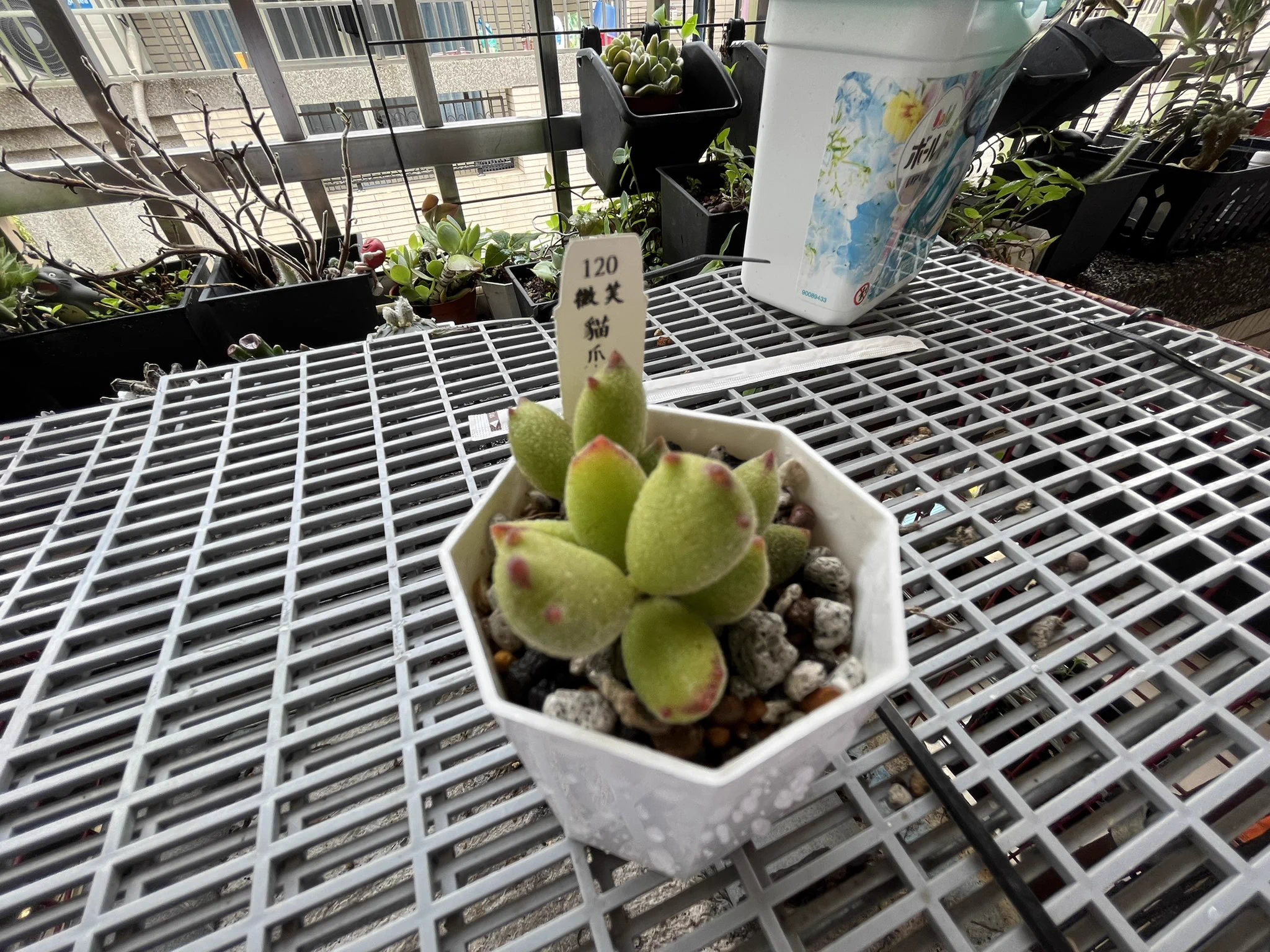 雖然身體還沒完全好轉，但整理一下種的多肉植栽，讓自己心情好點 舒服😌 還有生小寶寶的小確幸。#超愛第一張我的小貓掌超萌肥嫩嫩 https://t.co/t5JqUpMs4w