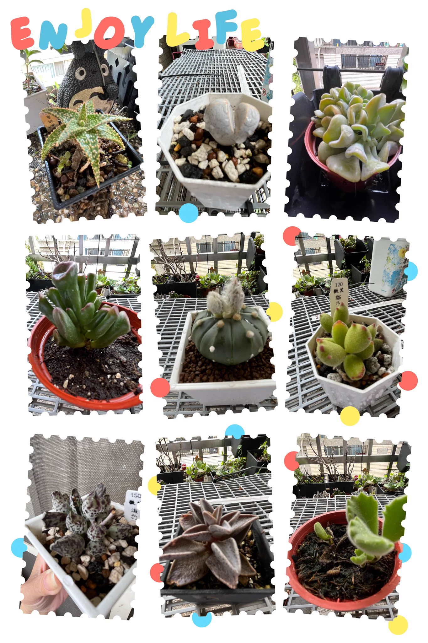 雖然身體還沒完全好轉，但整理一下種的多肉植栽，讓自己心情好點 舒服😌 還有生小寶寶的小確幸。#超愛第一張我的小貓掌超萌肥嫩嫩 https://t.co/t5JqUpMs4w