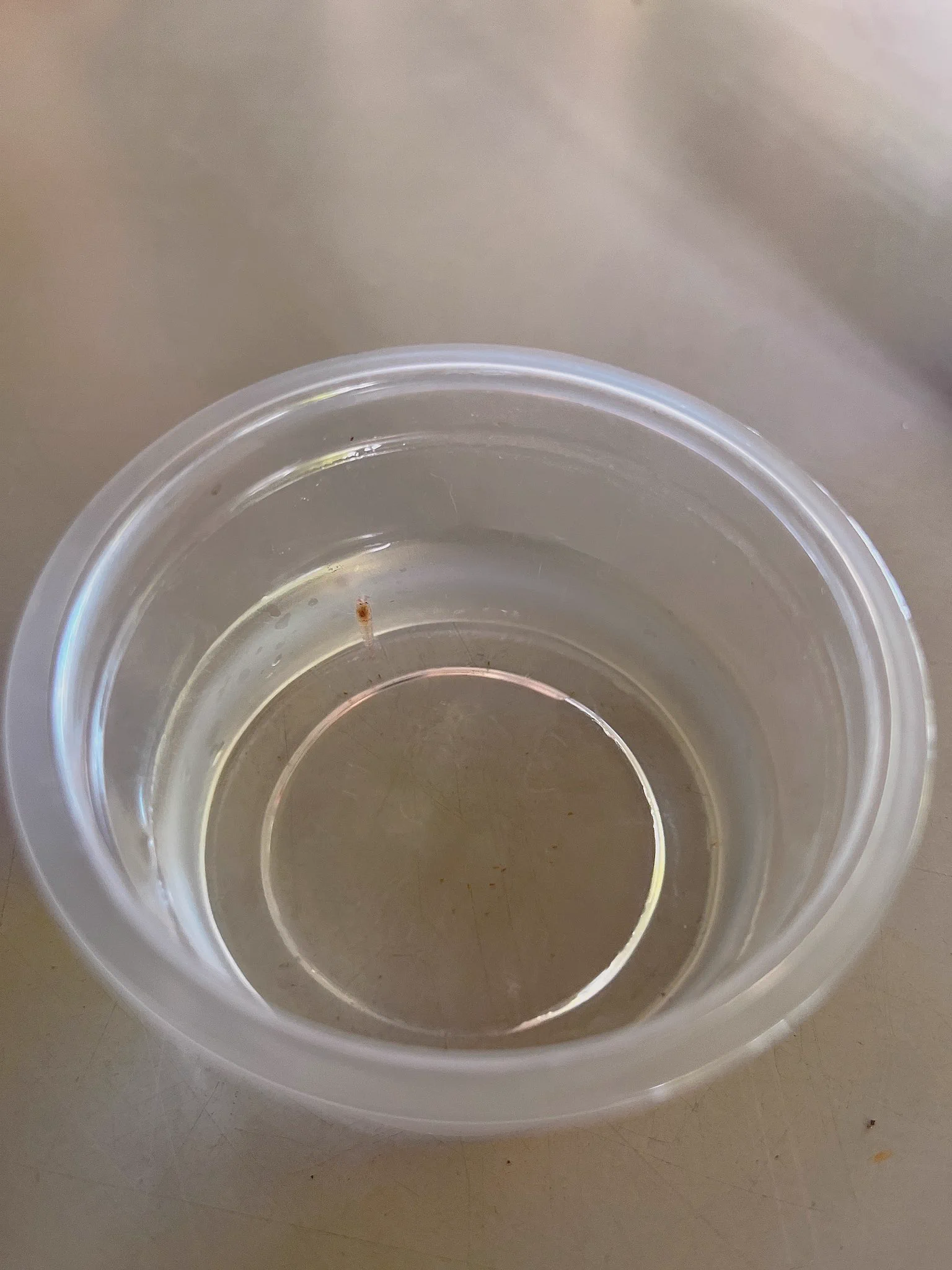 宜蘭輕旅行最終站，男友為我製作一份禮物🎁，最特別是瓶內有一隻小蝦蝦，居然回去不用餵食、換水，需要的是光照利用燈光產生水藻變成蝦蝦的食物行成瓶內食物鏈⋯⋯超特別可以養兩三年，最久14年超神奇😆。#宜蘭勝洋休閒農場 https://t.co/RLndKD7ZXE