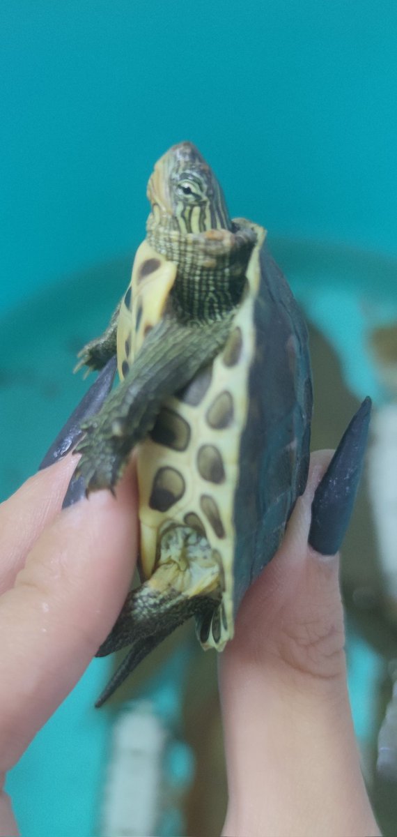 空空帮忙微调了一下小花老师自拍照，小花从睡梦里被叫起来后看到自拍震撼了一整年，现在还没吃下饭。 https://t.co/Aq5vZWU1u0