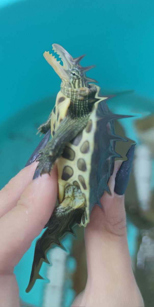 空空帮忙微调了一下小花老师自拍照，小花从睡梦里被叫起来后看到自拍震撼了一整年，现在还没吃下饭。 https://t.co/Aq5vZWU1u0