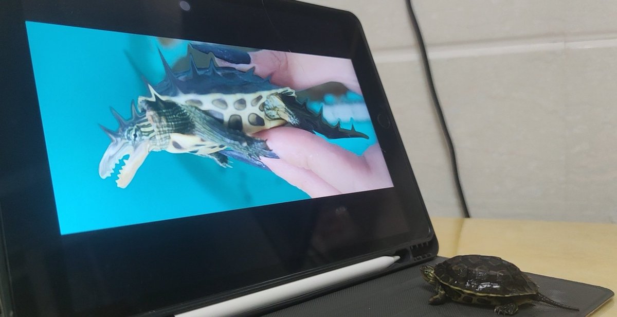 空空帮忙微调了一下小花老师自拍照，小花从睡梦里被叫起来后看到自拍震撼了一整年，现在还没吃下饭。 https://t.co/Aq5vZWU1u0