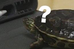 空空帮忙微调了一下小花老师自拍照，小花从睡梦里被叫起来后看到自拍震撼了一整年，现在还没吃下饭。 https://t.co/Aq5vZWU1u0