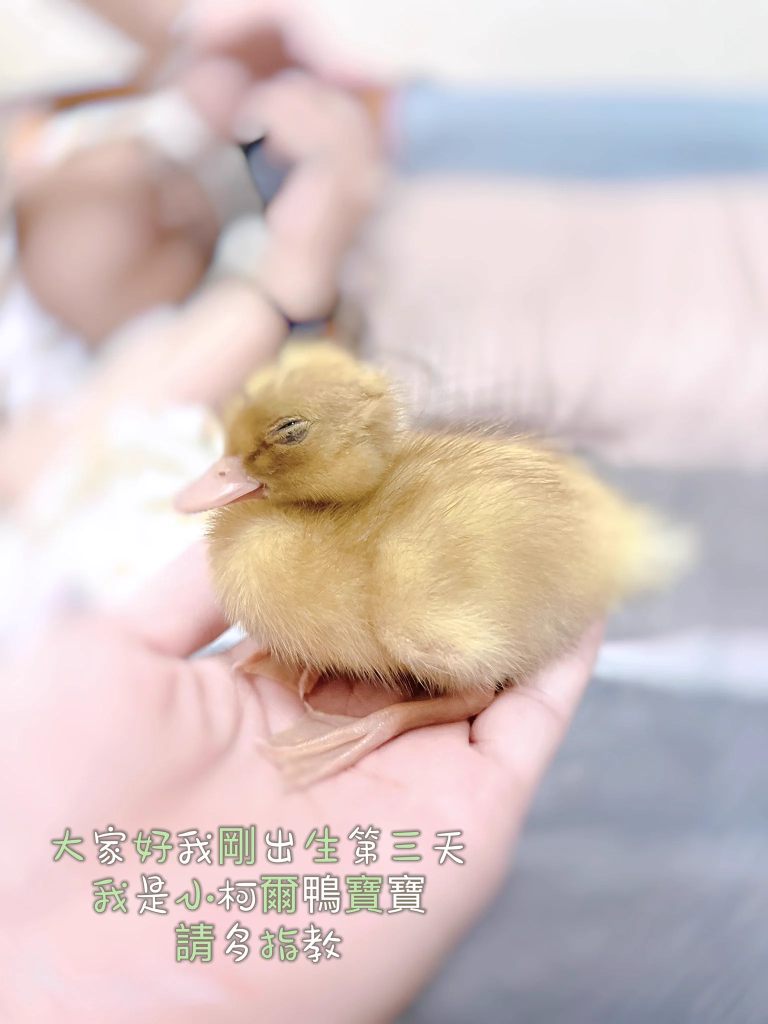大家好我是小柯爾鴨，才出生第三天頭毛很醜愛玩水，個性十分活潑暴走，但我媽跟我爸把我取名叫-阿醜-有沒有我的同伴呢！來個相見歡#柯爾鴨阿醜-出生第3️⃣天- https://t.co/kkiB8gNXl5