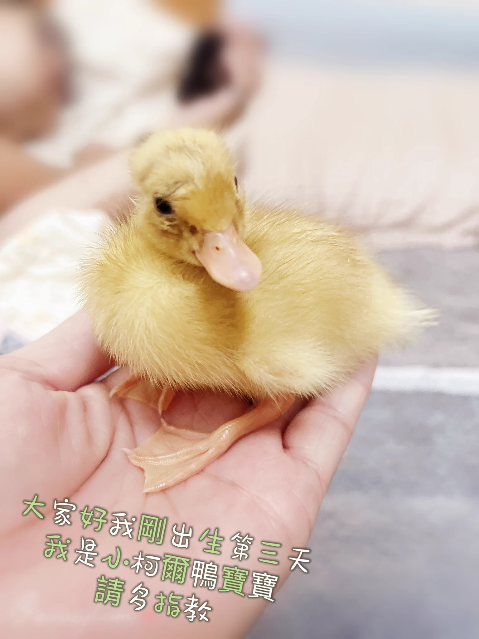 大家好我是小柯爾鴨，才出生第三天頭毛很醜愛玩水，個性十分活潑暴走，但我媽跟我爸把我取名叫-阿醜-有沒有我的同伴呢！來個相見歡#柯爾鴨阿醜-出生第3️⃣天- https://t.co/kkiB8gNXl5