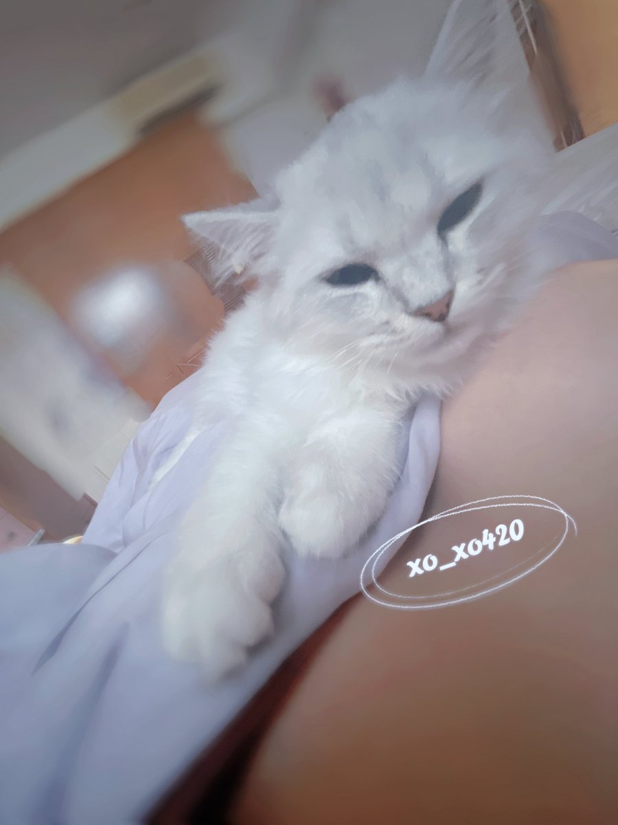 🐱：媽咪的ㄋㄟㄋㄟ是我的
每天起床的日常

快破4萬了
最近有點少發照
給我點動力大家加油點好嗎？
轉推+按讚❤️ https://t.co/G6G3cgSOOS