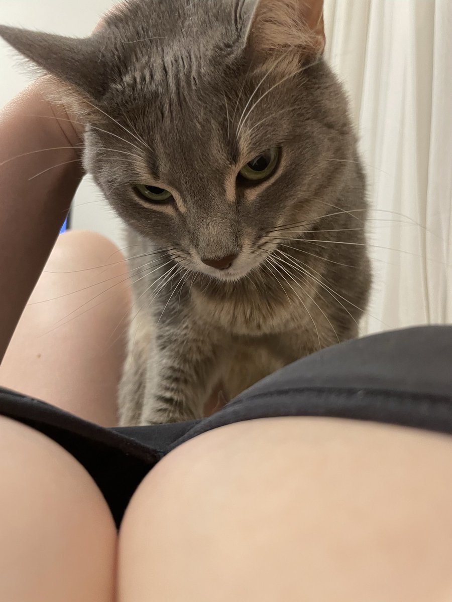 おはよー✨
やまとねこ https://t.co/NuCw4AwGzp