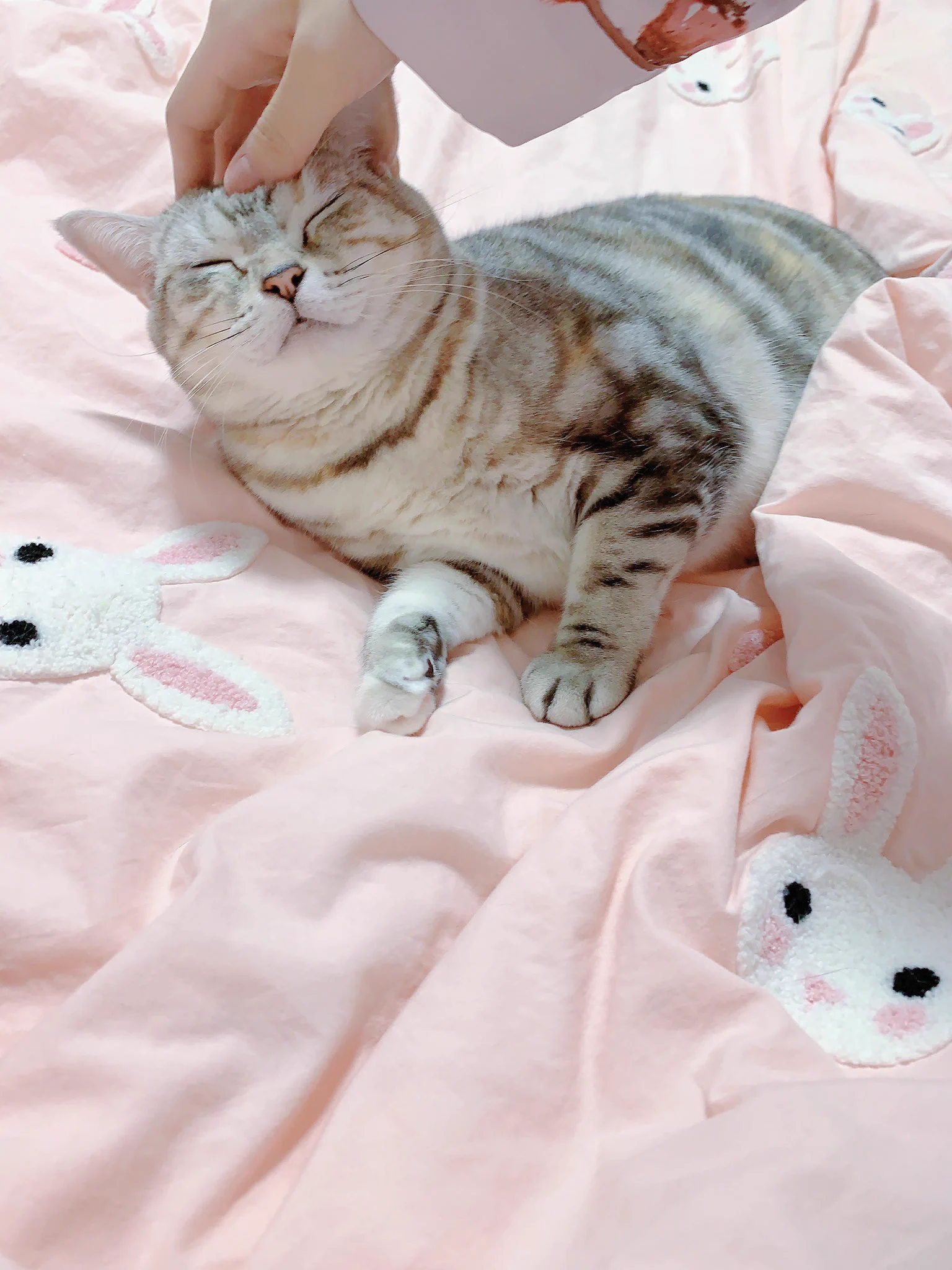 天気が寒くなると猫が布団に入って来る https://t.co/O45ThN0Zq8