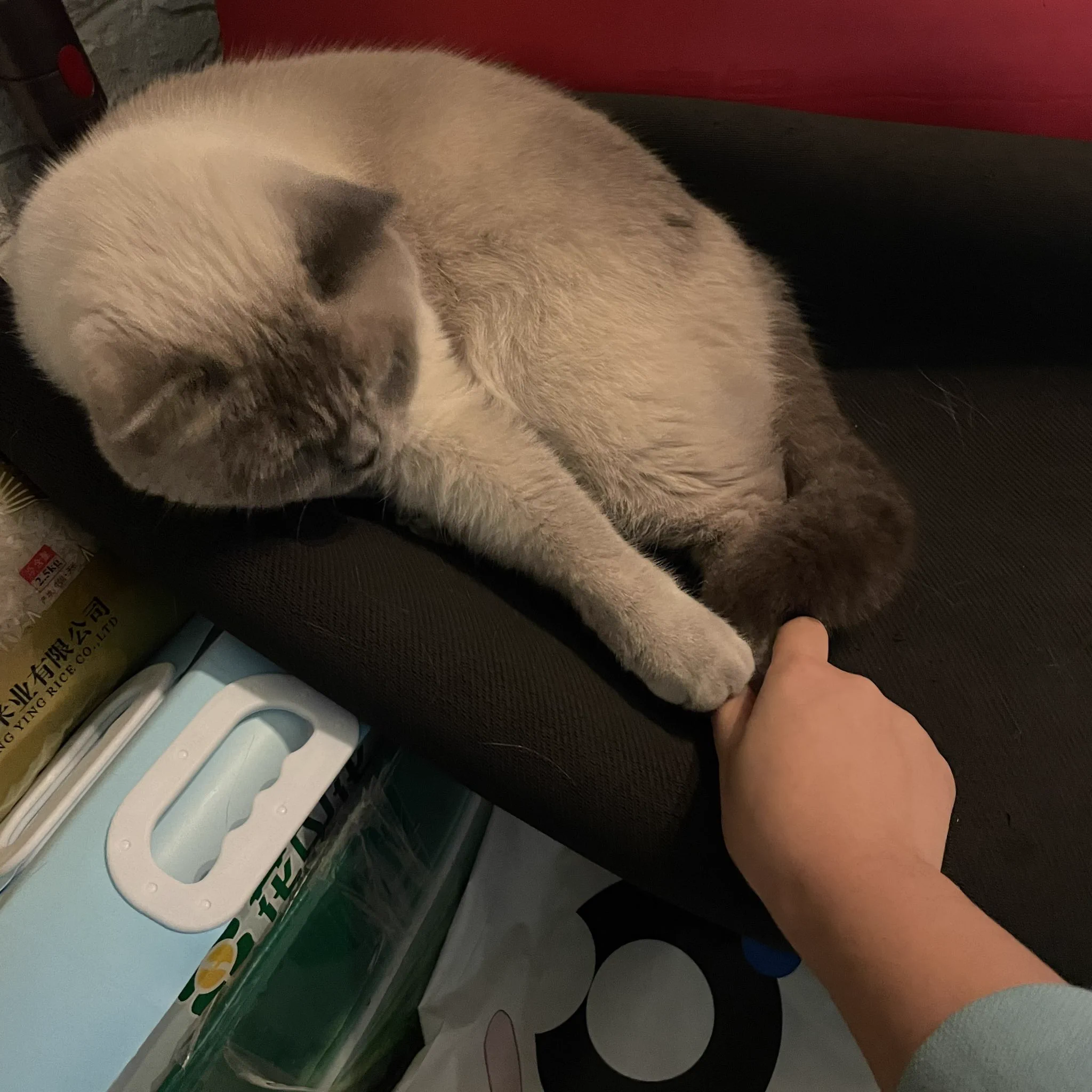 睡在我妈的瑜伽垫上不下来 https://t.co/ihkDZL8JEj