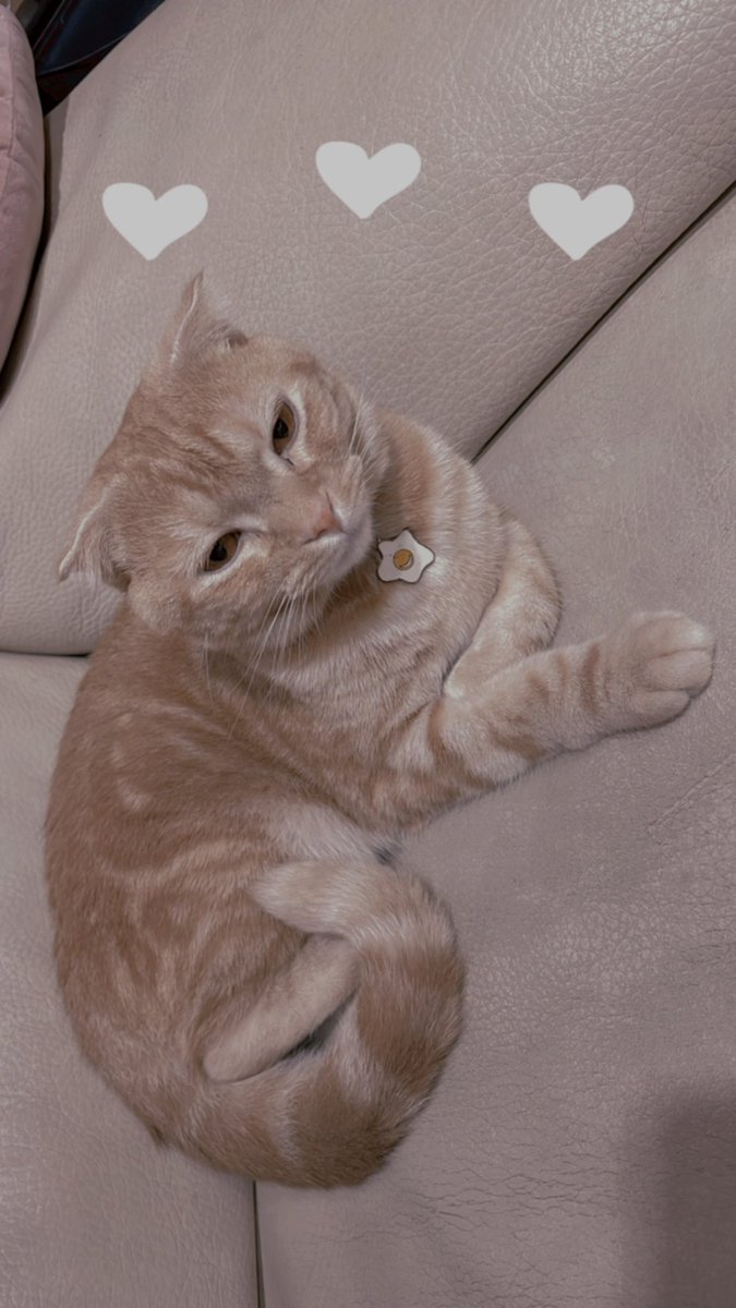 我的大寶寶啊
怎麼還沒兩歲
長得這麼老態呀？
好像小老頭子喔🤣

#哈比 https://t.co/IgtGZO6prR