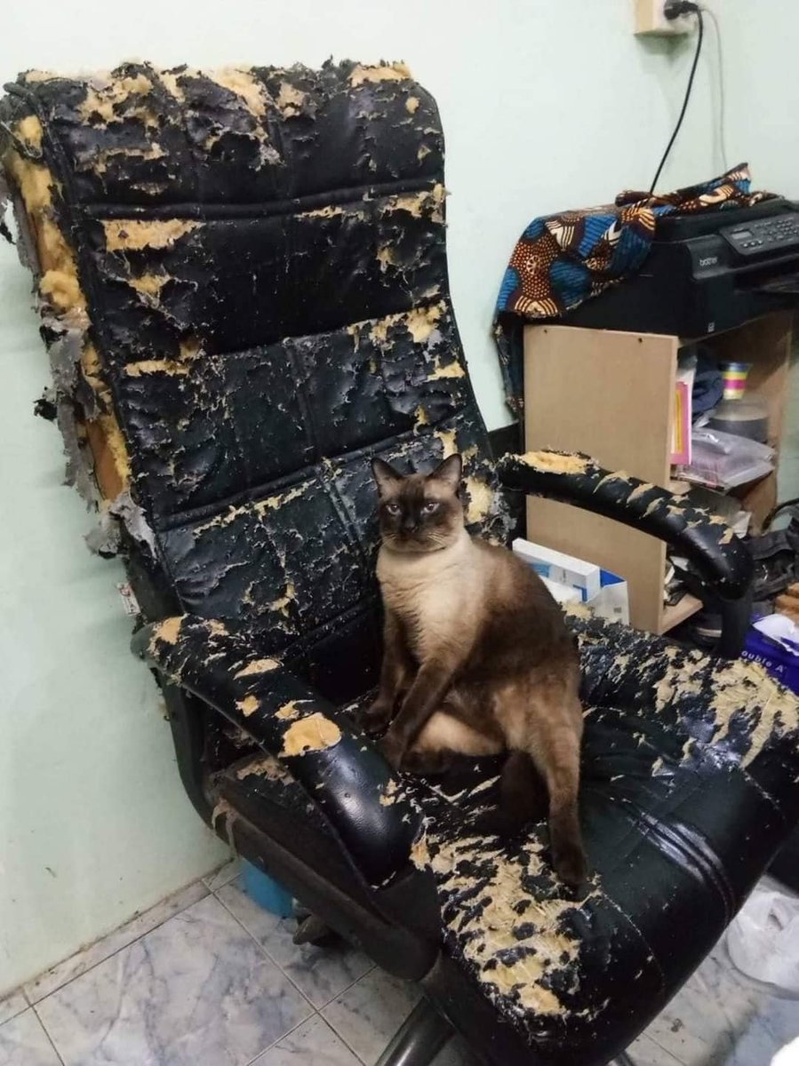 Should I change the chair or the cat? https://t.co/QdtPfdwcZa
