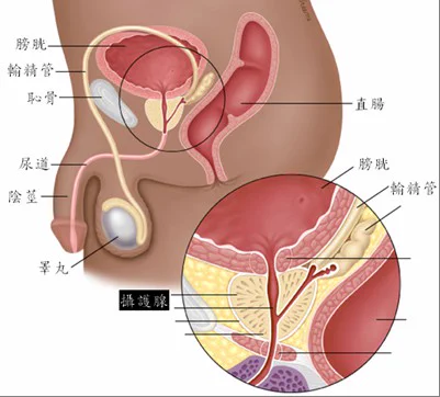 怎么按摩前列腺/按摩技巧/按摩手法？答：没有技巧，不需要手法，只要舒服有快感，想怎么刺激就怎么刺激，但前提有个非常重要的事项：必须很放松前列腺，不是叫你放松身体，找到你尿尿时打开前列腺尿从前列腺出来的那个感觉，那个状态就是放松前列腺的收紧状态，和你撸管时鸡鸡的松弛放松状态同理 https://t.co/fJ3fiwahfn