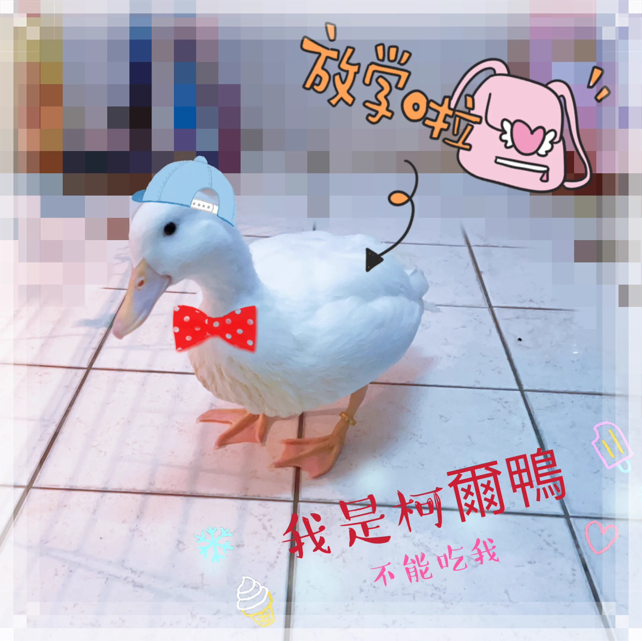 各位叔叔阿姨阿北你們好 還記得我小時候的模樣嗎？現在我長大了但別吃我見到我記得別嚇我我很沒膽的。#我叫阿醜 https://t.co/IfeMhXTj67