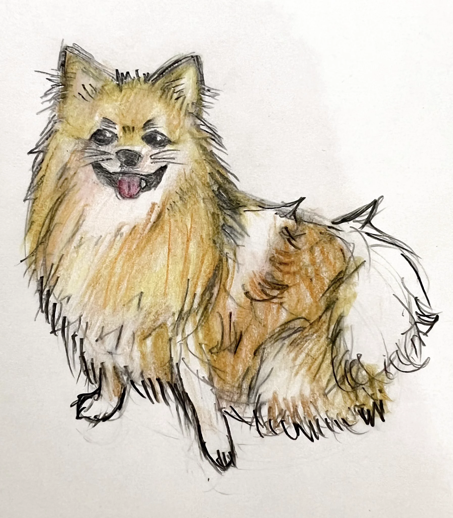 sakioさんの初書籍「いぬとねこのイラスト練習帖」をご献本いただきました🐕🐾動物のイラストは体のバランスが難しくて描くのを避けてたんですが、本を見ながら練習したらだいぶバランスとれるようになりました！嬉しすぎる！！😭うちの子を描けるってすごく幸せ…最高な本をありがとうございます✨ https://t.co/4pmppc7y5K