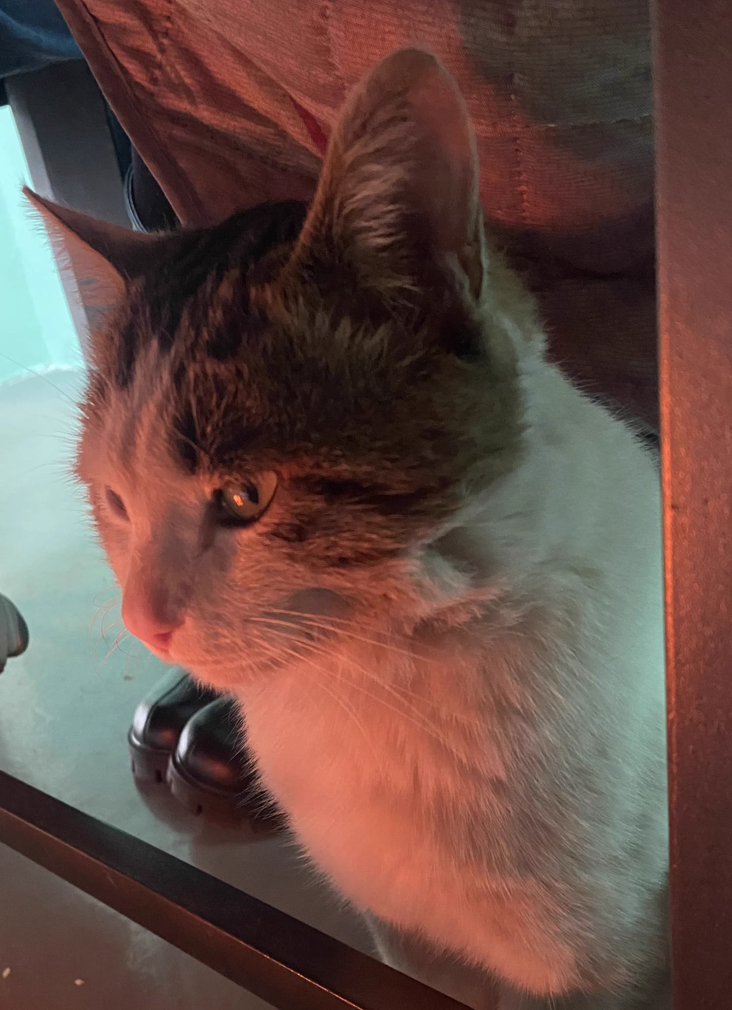 报告一下：今天在美美练科目三，这是驾校的小猫咪🥺真可爱啊 https://t.co/uEhZLTnJTD